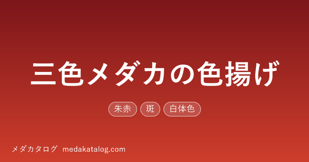 三色メダカの色揚げの記事のアイキャッチ画像。赤い背景に記事タイトルと朱赤・斑・白体色の形質ラベル