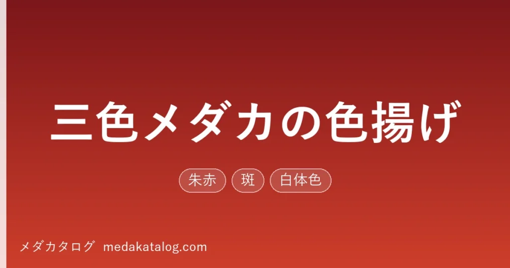 三色メダカの色揚げ｜朱赤と墨を引き出す飼い方（メダカタログ）