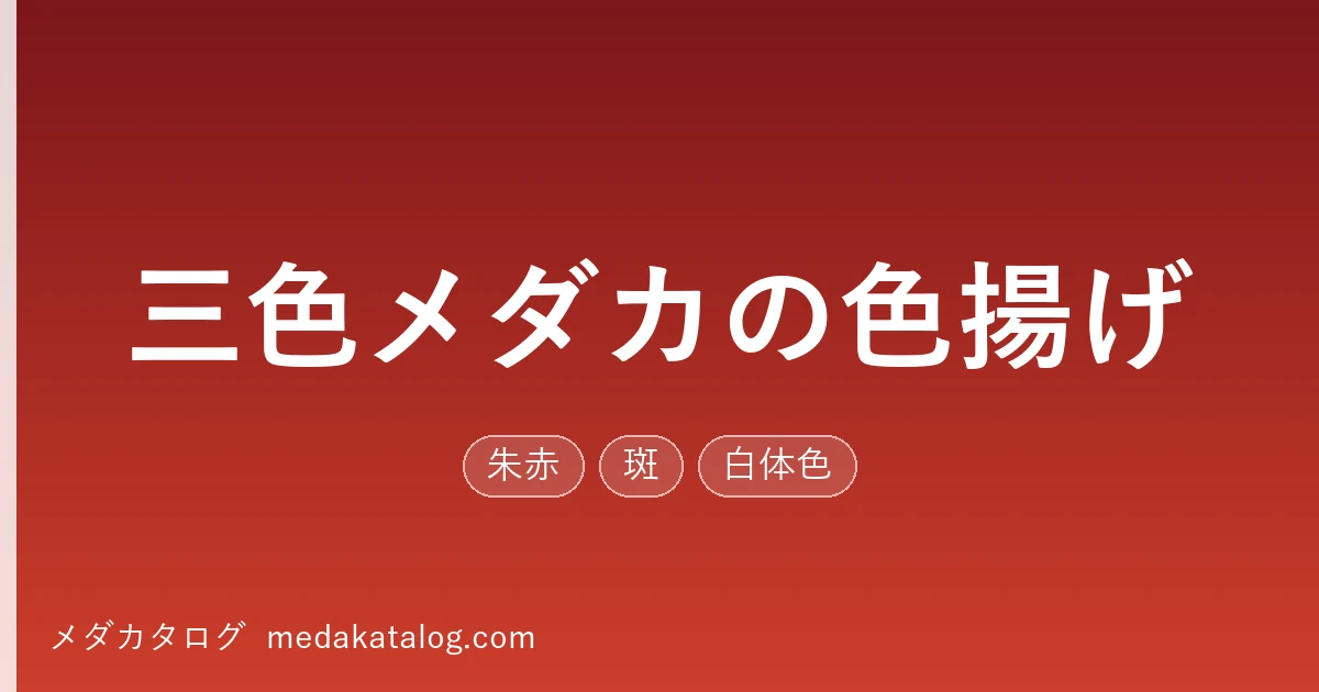 三色メダカの色揚げ|朱赤と墨を引き出す飼い方(メダカタログ)