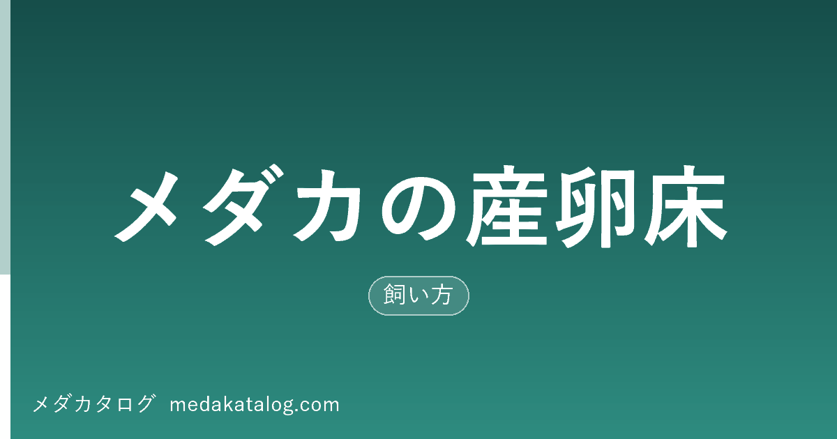 メダカの産卵床｜3タイプの選び方と卵を増やす手順（メダカタログ）