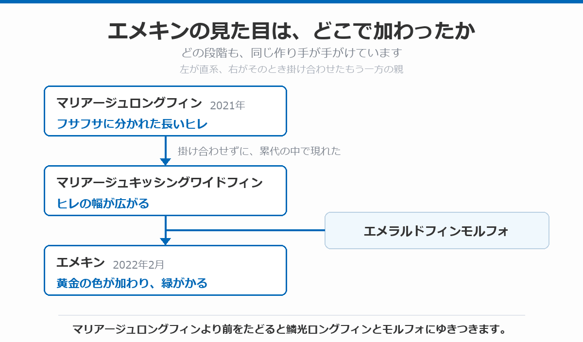 エメキンの見た目がどこで加わったかを示した図。2021年のマリアージュロングフィンでフサフサに分かれた長いヒレが加わり、掛け合わせずに累代の中で現れたマリアージュキッシングワイドフィンでヒレの幅が広がり、エメラルドフィンモルフォを掛け合わせた2022年2月のエメキンで黄金の色が加わって緑がかったことを示している
