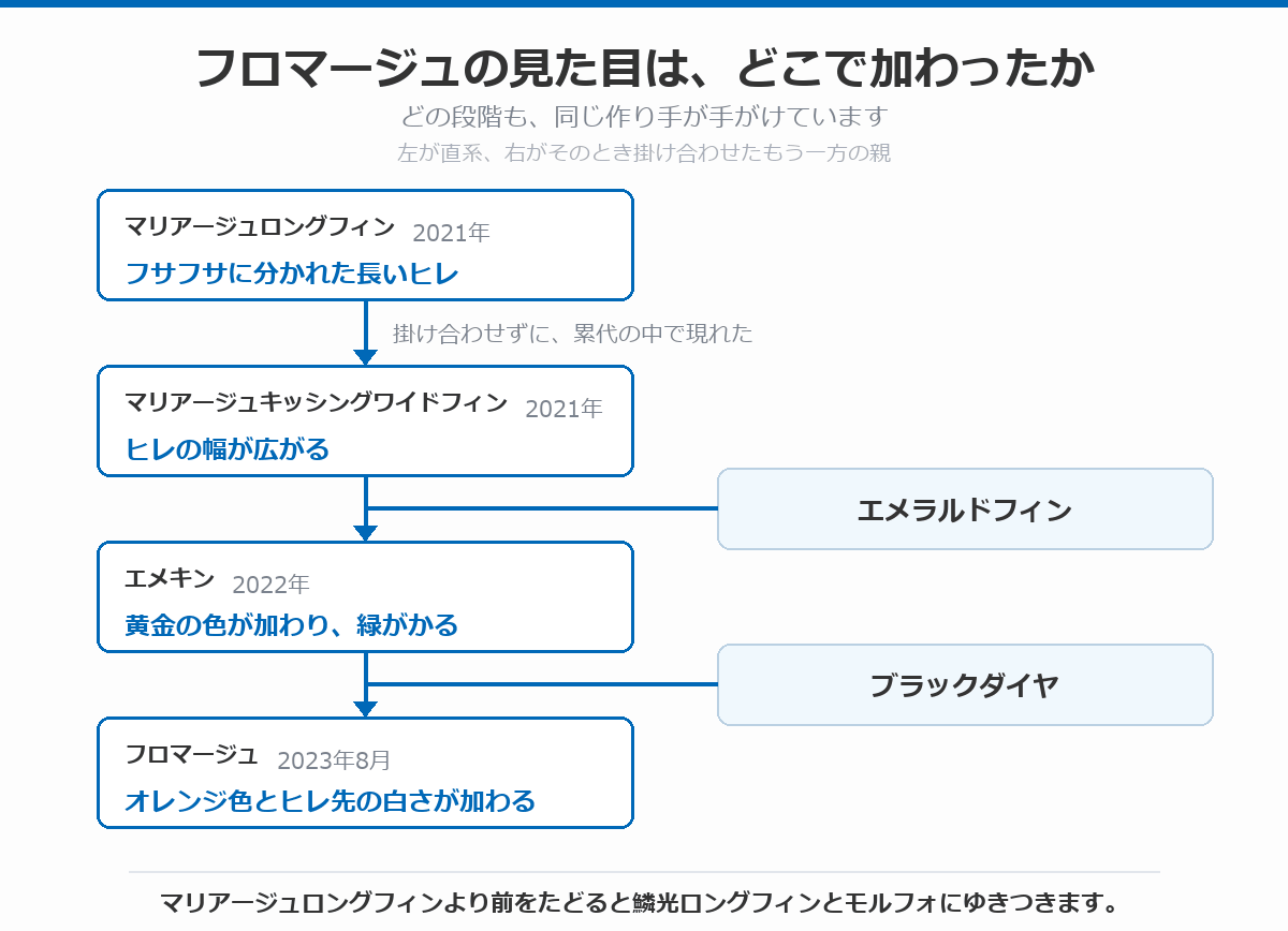 フロマージュの見た目がどこで加わったかを示した図。2021年のマリアージュロングフィンでフサフサに分かれた長いヒレ、同じ2021年のマリアージュキッシングワイドフィンで掛け合わせずにヒレの幅が広がり、2022年のエメキンで黄金の色が加わって緑がかり、2023年8月のフロマージュでオレンジ色とヒレ先の白さが加わったことを示している
