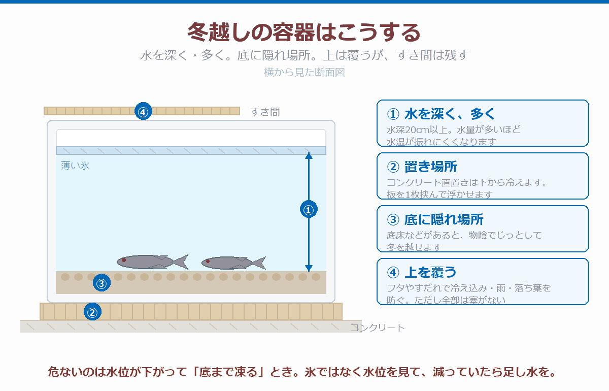 冬越し容器の断面図。①水深20cm以上、②コンクリート直置きを避けて板を敷く、③底に隠れ場所、④上を覆いすき間を残す、の4点を示した図