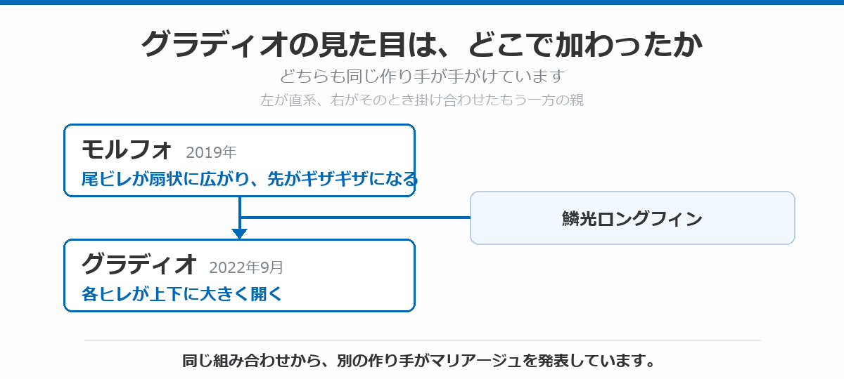 グラディオの見た目がどこで加わったかを示した図。2019年のモルフォで尾ビレが扇状に広がり先がギザギザになる特徴が加わり、2022年9月のグラディオで各ヒレが上下に大きく開く特徴が加わったことと、掛け合わせた鱗光ロングフィンをあわせて示している