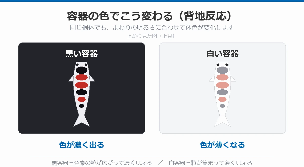 黒い容器と白い容器で三色メダカの体色がどう変わるかを示した図(上見)
