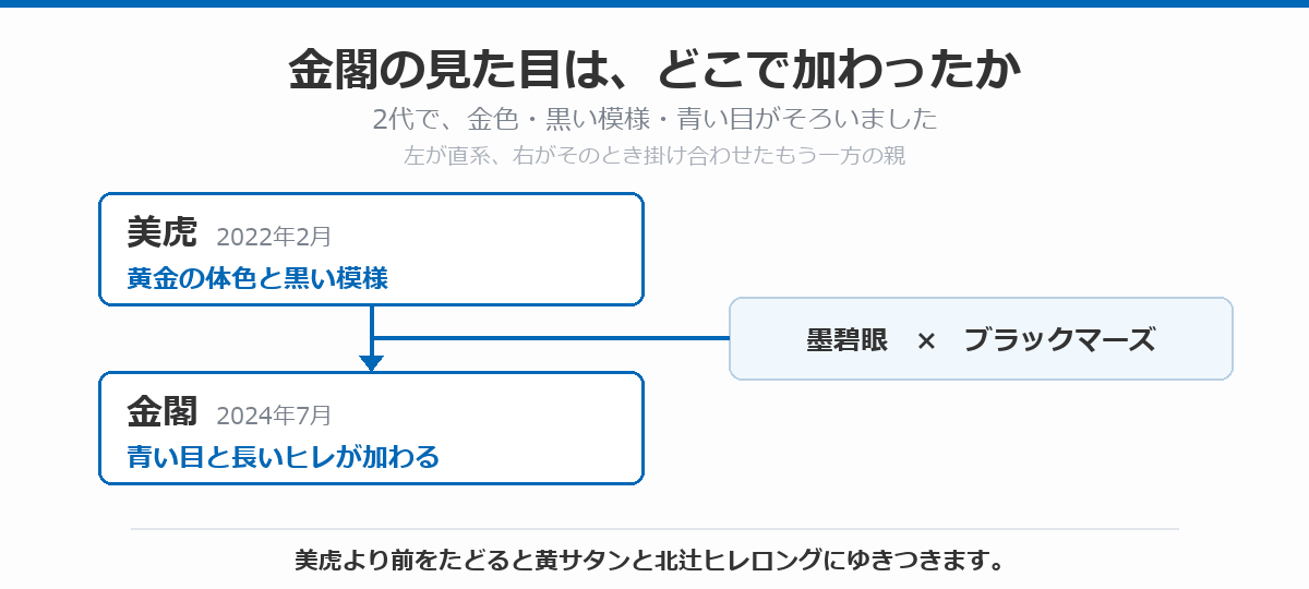 金閣の見た目がどこで加わったかを示した図。2022年2月の美虎で黄金の体色と黒い模様、2024年7月の金閣で青い目と長いヒレが加わったことを、掛け合わせた相手とあわせて示している