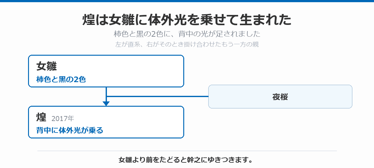 煌の血統図。柿色と黒の2色を持つ女雛に夜桜を掛け合わせて、背中に体外光が乗った煌が生まれたことを示している