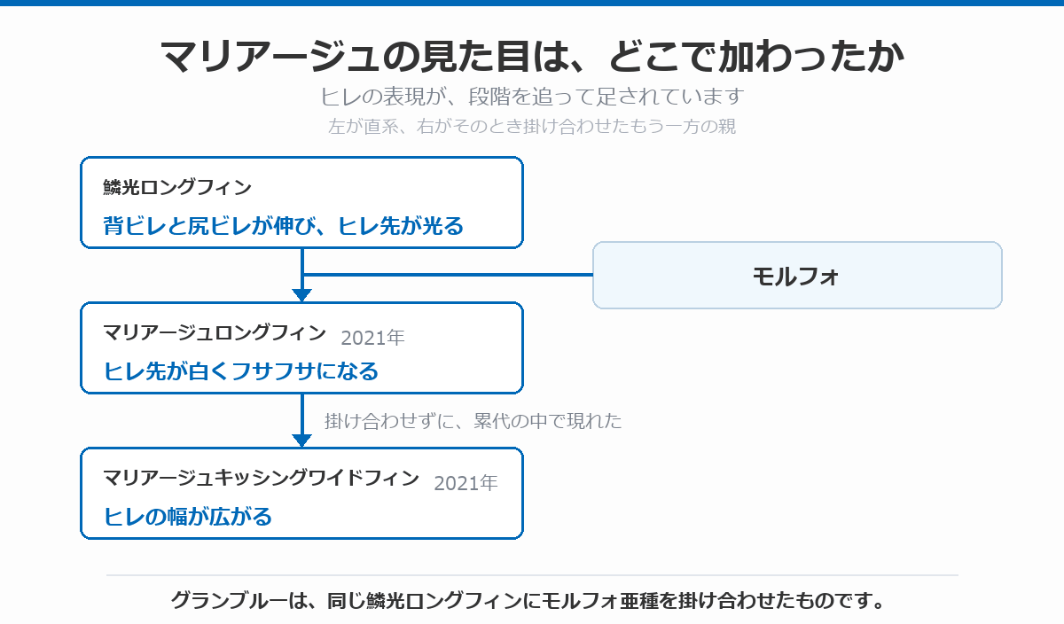 マリアージュの見た目がどこで加わったかを示した図。鱗光ロングフィンで背ビレと尻ビレが伸びてヒレ先が光り、モルフォを掛け合わせた2021年のマリアージュロングフィンでヒレ先が白くフサフサになり、掛け合わせずに累代の中で現れたマリアージュキッシングワイドフィンでヒレの幅が広がったことを示している
