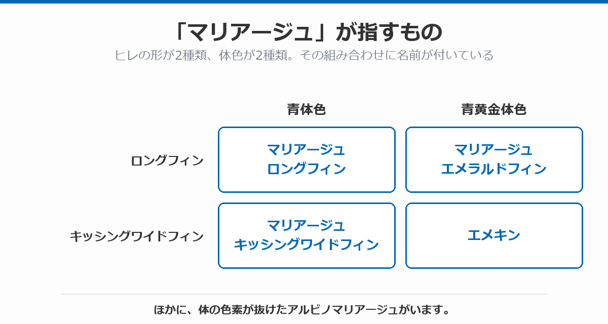 マリアージュが指すものを、ヒレの形と体色の2軸で並べた図。青体色のロングフィンがマリアージュロングフィン、青黄金体色のロングフィンがマリアージュエメラルドフィン、青体色のキッシングワイドフィンがマリアージュキッシングワイドフィン、青黄金体色のキッシングワイドフィンがエメキンであることを示している