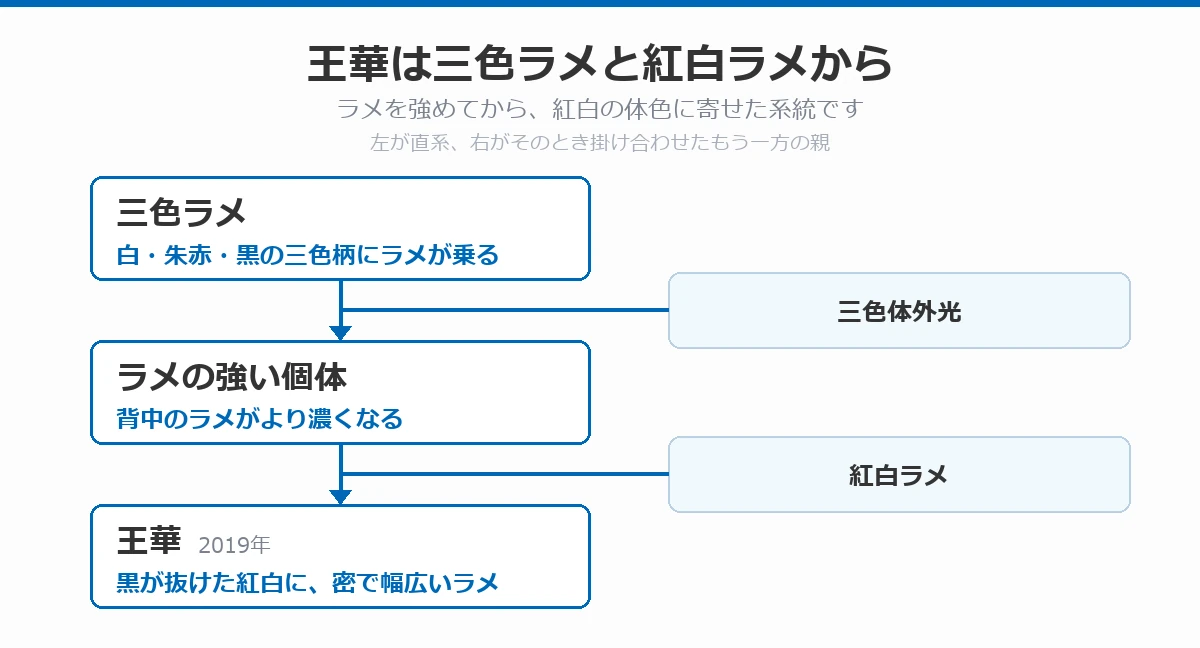 王華の血統図。三色ラメに三色体外光を掛けてラメの強い個体を作り、そこに紅白ラメを掛けて王華になった流れを、上から下へ矢印で示している