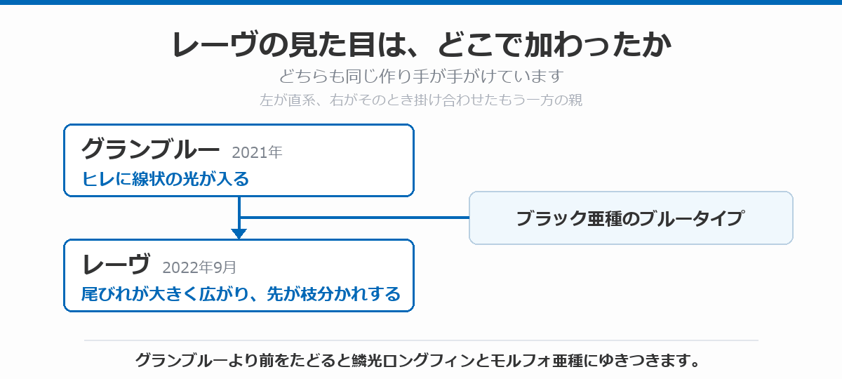 レーヴの見た目がどこで加わったかを示した図。2021年のグランブルーでヒレに線状の光が入り、2022年9月のレーヴで尾びれが大きく広がり先が枝分かれしたことを、掛け合わせた相手のブラック亜種のブルータイプとあわせて示している