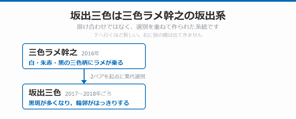 坂出三色の血統図。2016年の三色ラメ幹之で白・朱赤・黒の三色柄にラメが乗り、その2ペアを起点に累代選別した坂出三色では、2017〜2018年ごろに黒斑が多くなり輪郭がはっきりしたことを示している