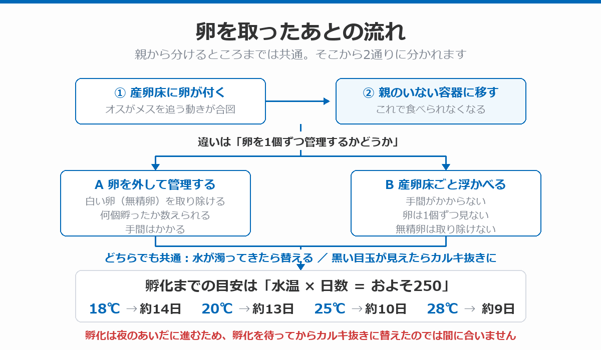 卵を取ったあとの流れ図。親のいない容器に移したあと、卵を外して管理するAと、産卵床ごと浮かべるBに分かれ、積算水温250℃日で孵化することを示した図