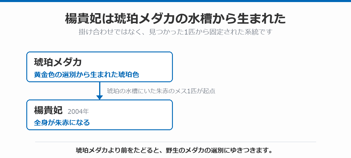楊貴妃の血統図。黄金色の選別から生まれた琥珀メダカの水槽にいた朱赤のメス1匹を起点に、2004年に全身が朱赤の楊貴妃が固定されたことを示している