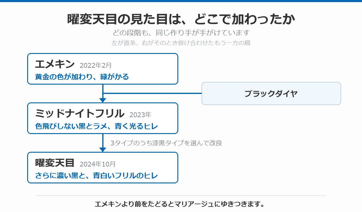 曜変天目の見た目がどこで加わったかを示した図。2022年2月のエメキンで黄金の色が加わって緑がかり、ブラックダイヤを掛け合わせた2023年のミッドナイトフリルで色飛びしない黒とラメ、青く光るヒレが加わり、その3タイプのうち漆黒タイプを選んで改良した2024年10月の曜変天目で、さらに濃い黒と青白いフリルのヒレになったことを示している