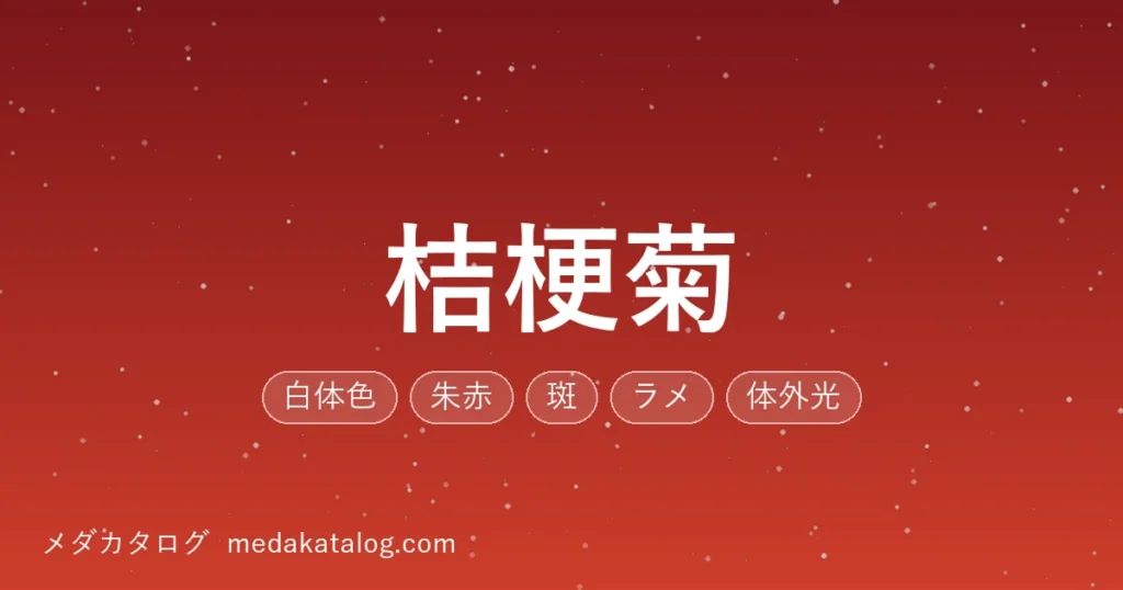 桔梗菊とはのアイキャッチ画像