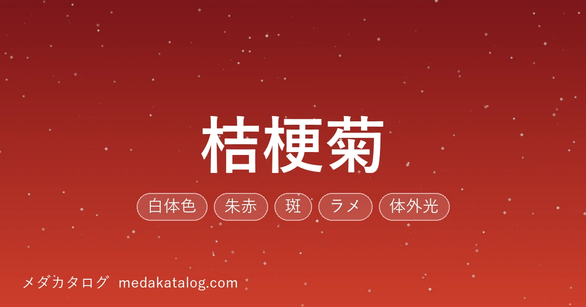 桔梗菊とはのアイキャッチ画像