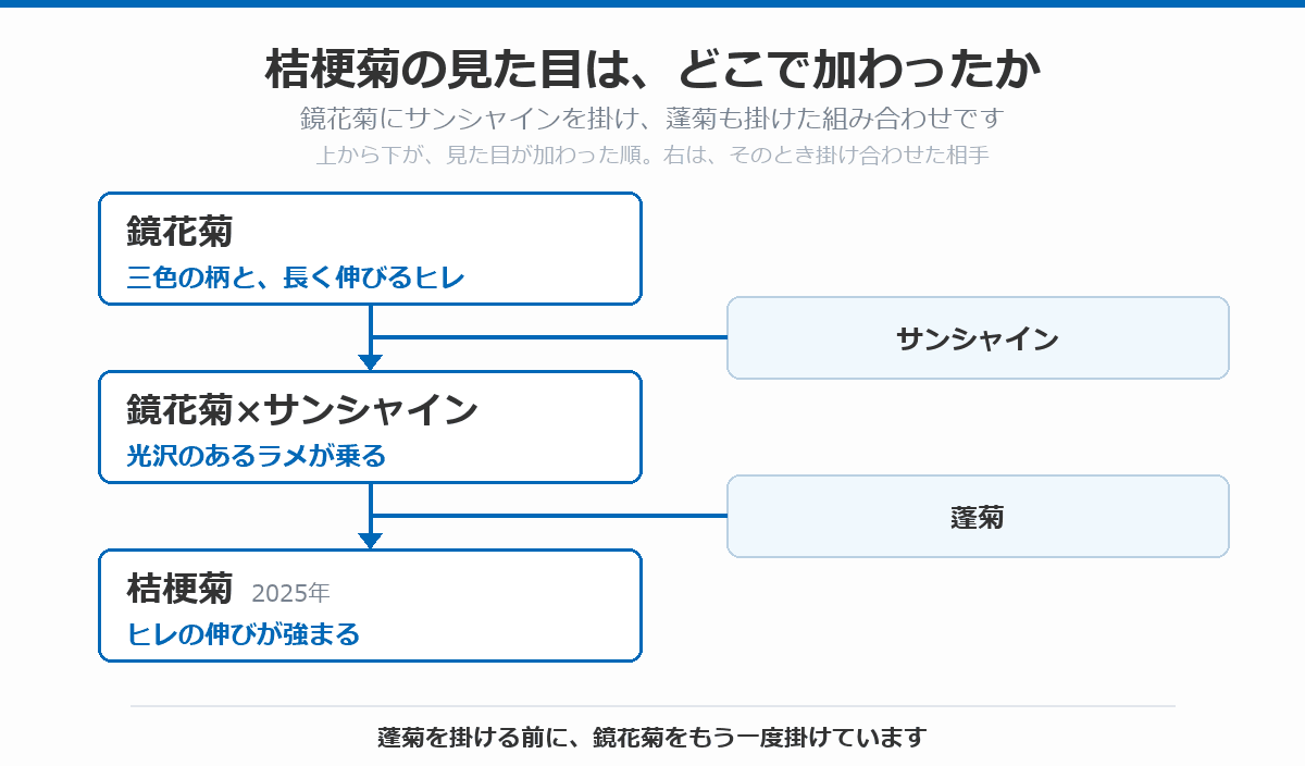 桔梗菊の血統図。三色の柄と長く伸びるヒレを持つ鏡花菊にサンシャインを掛けて光沢のあるラメが乗り、そこに蓬菊を掛けてヒレの伸びが強まった桔梗菊(2025年)に至る流れを、上から下へ矢印で示している。蓬菊を掛ける前に鏡花菊をもう一度掛けたことを、図の下に注記している