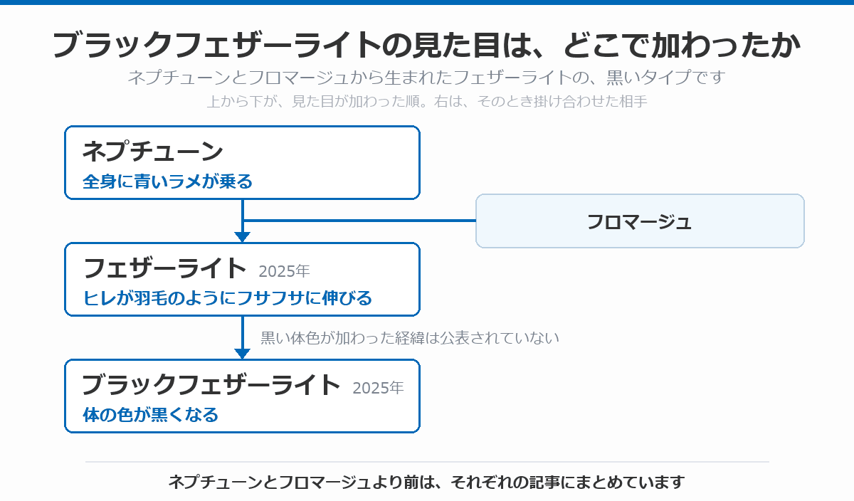ブラックフェザーライトの血統図。全身に青いラメが乗るネプチューンにフロマージュを掛けて、ヒレが羽毛のようにフサフサに伸びるフェザーライト（2025年）が生まれ、そこに黒い体色が加わったブラックフェザーライト（2025年）に至る流れを、上から下へ矢印で示している。黒い体色が加わった経緯は公表されていないことを注記している