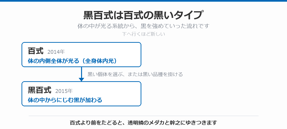 黒百式の血統図。体の内側全体が光る百式(2014年)から、黒い個体を選ぶか黒い品種を掛けるかして、体の中からにじむ黒を持つ黒百式(2015年)が生まれた流れを、上から下へ矢印で示している