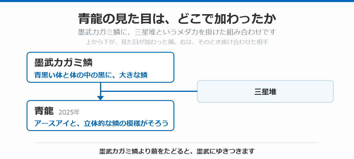 青龍の血統図。青黒い体と体の中の黒に大きな鱗を持つ墨武カガミ鱗に、三星堆というメダカを掛け合わせて、アースアイと立体的な鱗の模様を持つ青龍（2025年）が生まれた流れを、上から下へ矢印で示している