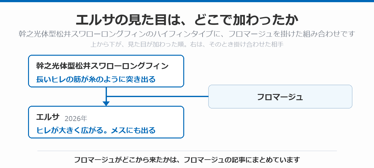 エルサの血統図。長いヒレの筋が糸のように突き出る幹之光体型松井スワローロングフィン(ハイフィンタイプ)に、フロマージュを掛け合わせて代を重ね、ヒレが大きく広がりメスにも大きなヒレが出るエルサ(2026年)に至る流れを、上から下へ矢印で示している