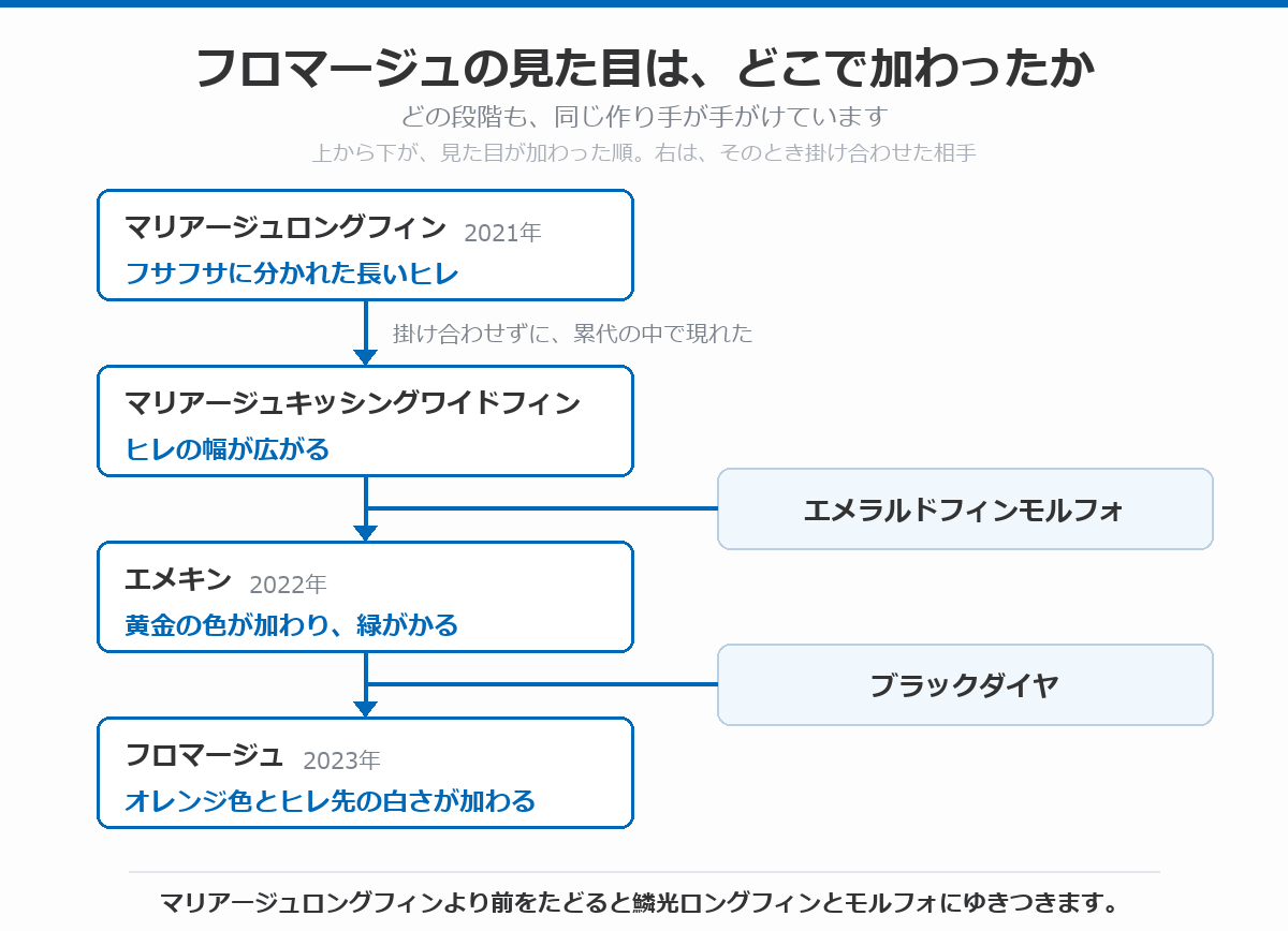 フロマージュの見た目がどこで加わったかを示した図。2021年のマリアージュロングフィンでフサフサに分かれた長いヒレ、掛け合わせずに累代の中で現れたマリアージュキッシングワイドフィンでヒレの幅が広がり、エメラルドフィンモルフォを掛け合わせた2022年のエメキンで黄金の色が加わって緑がかり、2023年のフロマージュでオレンジ色とヒレ先の白さが加わったことを示している
