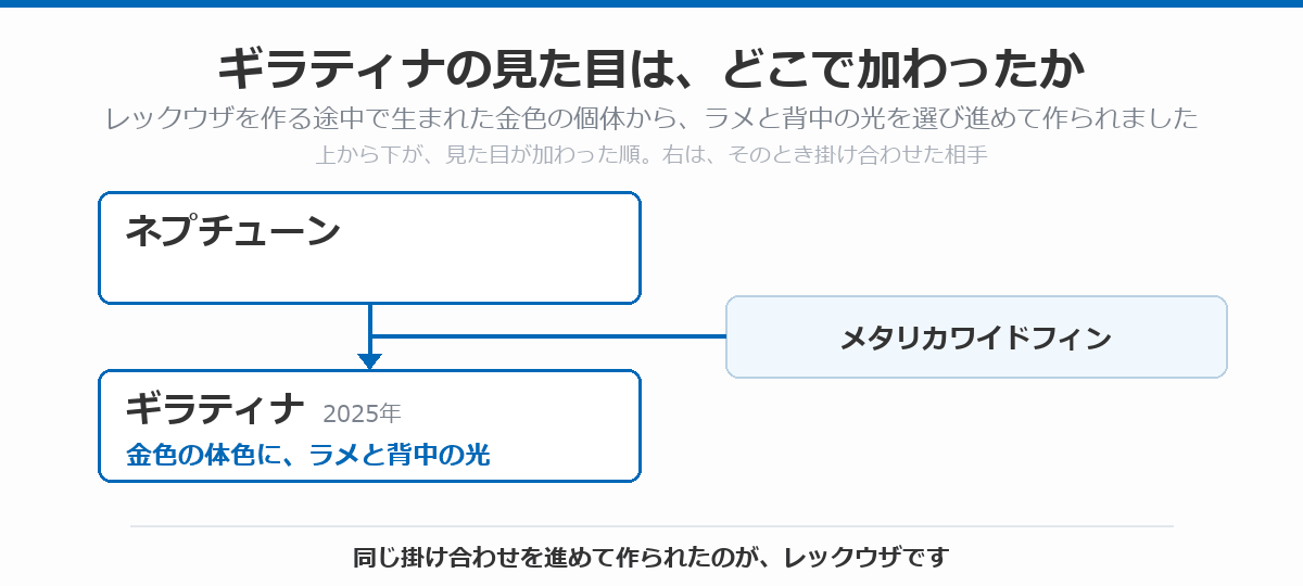 ギラティナの血統図。メタリカワイドフィンにネプチューンを掛け合わせてレックウザを作る途中で生まれた金色の個体から、金色の体色にラメと背中の光を持つギラティナ（2025年）が作られた流れを、上から下へ矢印で示している。同じ掛け合わせを進めて作られたのがレックウザであることを注記している