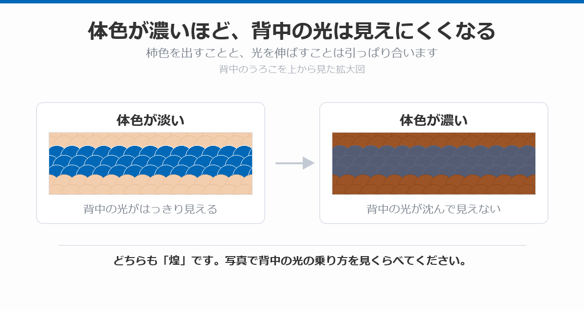 体色の濃さで背中の光の見え方が変わることを示す図。淡い体色のうろこでは光の帯がはっきり浮き、濃い体色のうろこでは光が沈んで見えないことを、背中のうろこの拡大図2枚で並べている