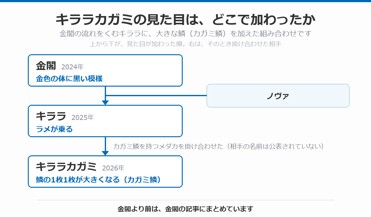 キララカガミの血統図。金色の体に黒い模様を持つ金閣(2024年)にノヴァを掛け合わせてラメが乗るキララ(2025年)が生まれ、そこにカガミ鱗を持つメダカを掛け合わせて鱗の1枚1枚が大きくなったキララカガミ(2026年)が生まれた流れを、上から下へ矢印で示している
