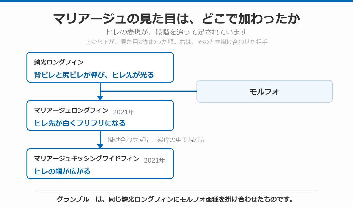 マリアージュの見た目がどこで加わったかを示した図。鱗光ロングフィンで背ビレと尻ビレが伸びてヒレ先が光り、モルフォを掛け合わせた2021年のマリアージュロングフィンでヒレ先が白くフサフサになり、掛け合わせずに累代の中で現れたマリアージュキッシングワイドフィンでヒレの幅が広がったことを示している