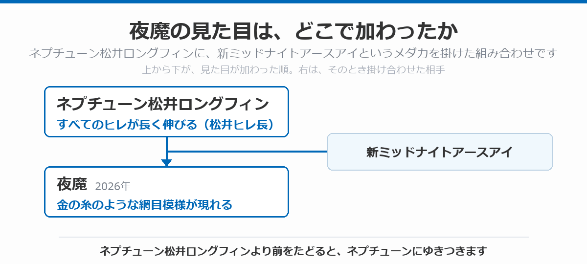 夜魔の血統図。すべてのヒレが長く伸びるネプチューン松井ロングフィンに、新ミッドナイトアースアイというメダカを掛け合わせて代を重ね、金の糸のような網目模様が現れた夜魔（2026年）に至る流れを、上から下へ矢印で示している