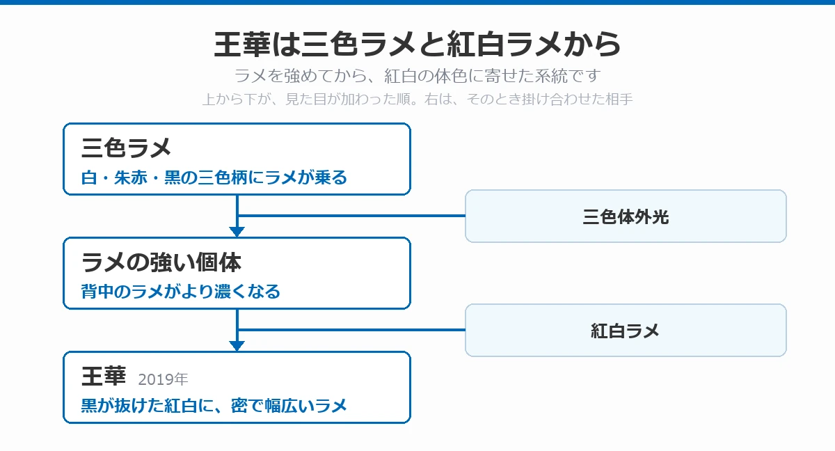 王華の血統図。三色ラメに三色体外光を掛けてラメの強い個体を作り、そこに紅白ラメを掛けて王華になった流れを、上から下へ矢印で示している