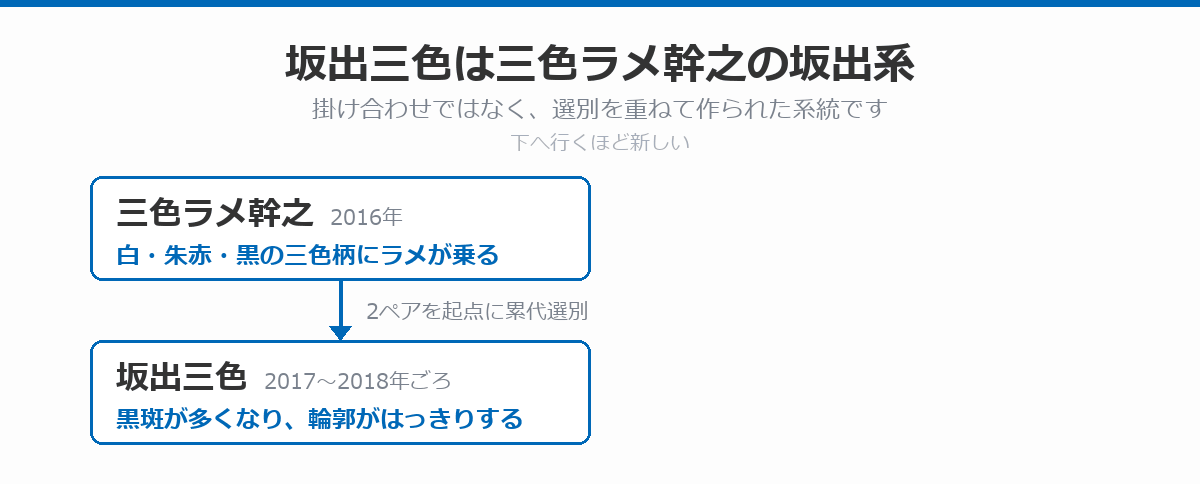 坂出三色の血統図。2016年の三色ラメ幹之で白・朱赤・黒の三色柄にラメが乗り、その2ペアを起点に累代選別した坂出三色では、2017〜2018年ごろに黒斑が多くなり輪郭がはっきりしたことを示している