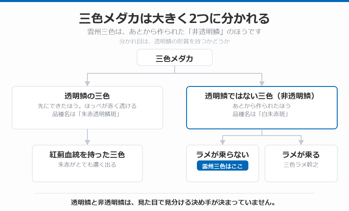 三色メダカの系統図。三色メダカは、先にできた「透明鱗の三色」（ほっぺが赤く透ける・品種名は朱赤透明鱗斑）と、あとから作られた「非透明鱗」（透明鱗の形質を持たない・品種名は白朱赤斑）の2つに分かれる。透明鱗の側には朱赤がとても濃く出る紅薊血統の三色、非透明鱗の側にはラメが乗らないもの（雲州三色はここ）と、ラメが乗るもの（三色ラメ幹之）があることを示している。透明鱗と非透明鱗を見た目で見分ける決め手は決まっていない