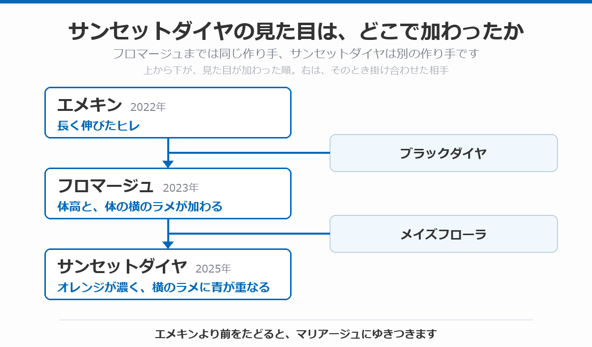 サンセットダイヤの血統図。長く伸びたヒレを持つエメキン(2022年)にブラックダイヤを掛け合わせて体高と体の横のラメが加わったフロマージュ(2023年)、そこにメイズフローラを掛け合わせて生まれたサンセットダイヤ(2025年)でオレンジが濃くなり横のラメに青が重なる、という流れを上から下へ矢印で示している