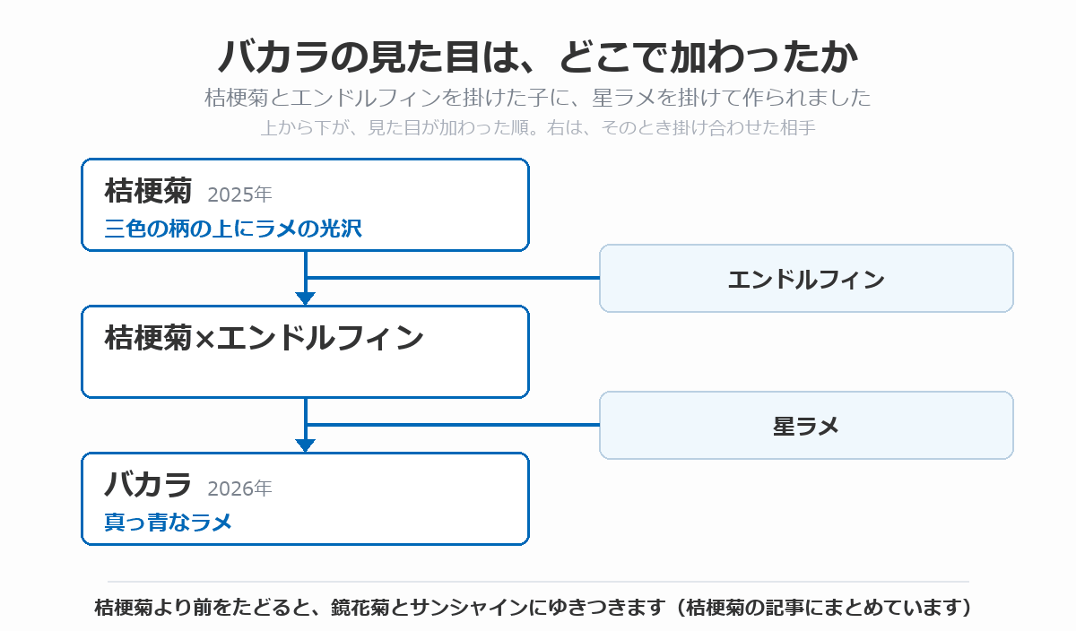 バカラの血統図。三色の柄の上にラメの光沢が乗る桔梗菊（2025年）にエンドルフィンを掛け、その子に星ラメを掛けて、真っ青なラメのバカラ（2026年）に至る流れを、上から下へ矢印で示している