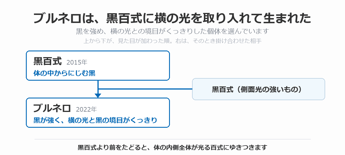 ブルネロの血統図。体の中からにじむ黒を持つ黒百式に、横の光(側面光)の強い黒百式を掛け合わせ、黒が強く横の光と黒の境目がくっきりしたブルネロ(2022年)が生まれた流れを、上から下へ矢印で示している。黒百式より前をたどると百式にゆきつくことを注記している