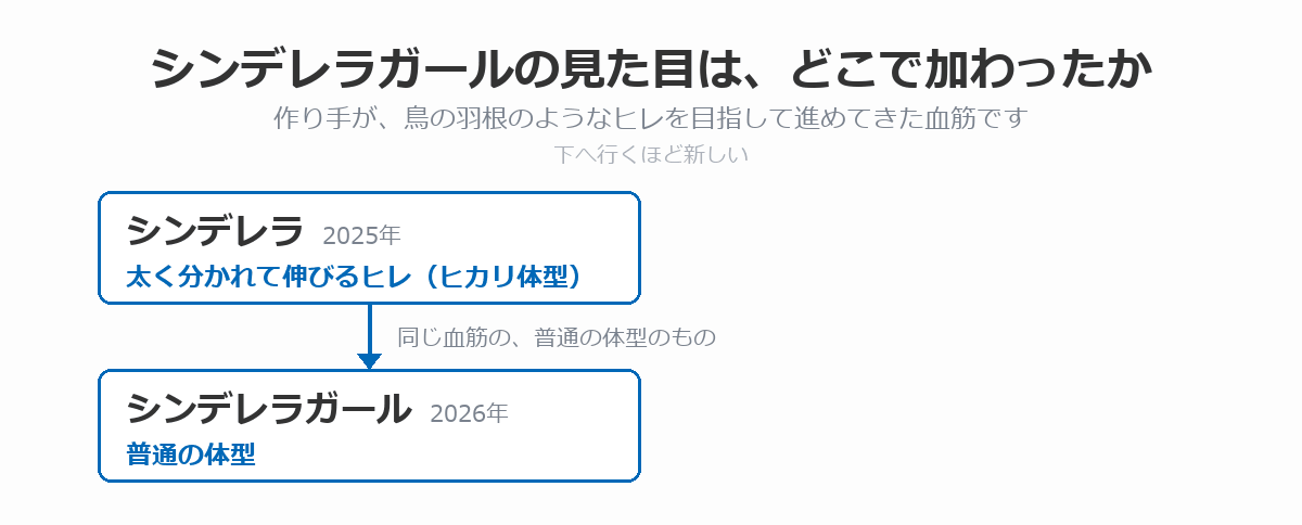 シンデレラガールの血統図。太く分かれて伸びるヒレを持つヒカリ体型のシンデレラ（2025年）から、同じ血筋の普通の体型のものとしてシンデレラガール（2026年）に至る流れを、上から下へ矢印で示している