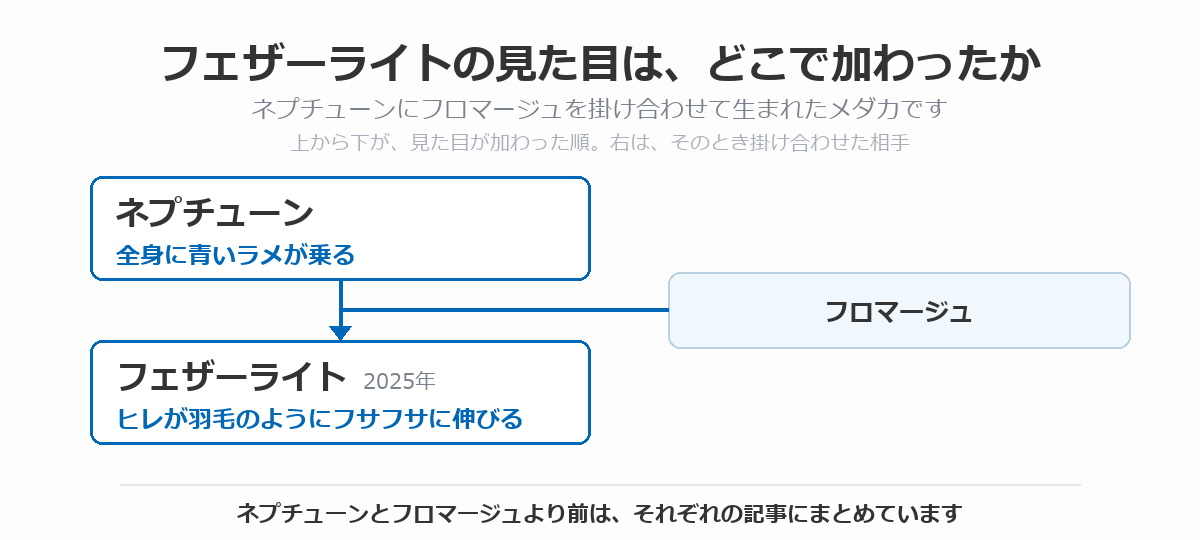 フェザーライトの血統図。全身に青いラメが乗るネプチューンにフロマージュを掛け合わせて、ヒレが羽毛のようにフサフサに伸びるフェザーライト(2025年)が生まれた流れを、上から下へ矢印で示している