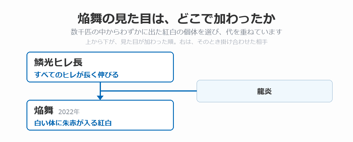 焔舞の血統図。すべてのヒレが長く伸びる鱗光ヒレ長に龍炎を掛け合わせ、白い体に朱赤が入る紅白の焔舞(2022年)が生まれた流れを、上から下へ矢印で示している。数千匹の中からわずかに出た紅白の個体を選び、代を重ねていることを添えている