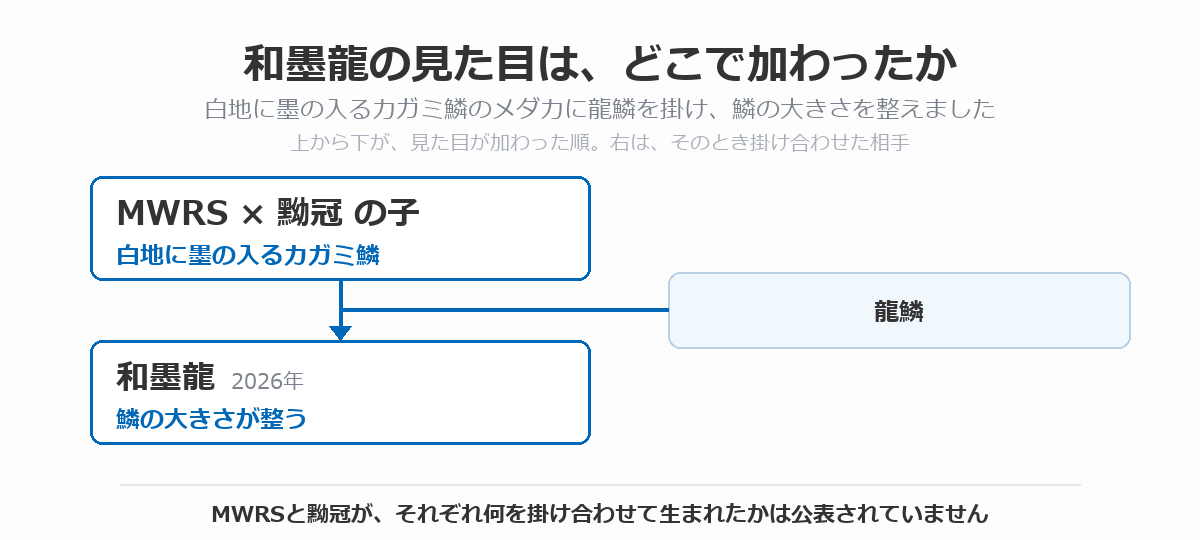 和墨龍の血統図。MWRSと黝冠を掛け合わせた子（白地に墨の入るカガミ鱗）に龍鱗を掛け合わせて、鱗の大きさが整った和墨龍（2026年）が生まれた流れを、上から下へ矢印で示している