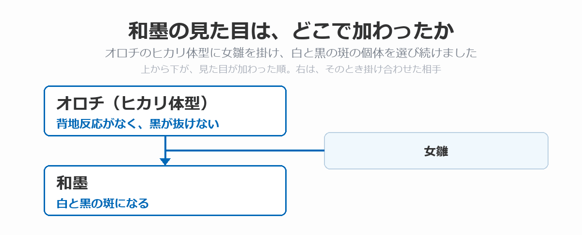 和墨の血統図。黒が抜けないオロチ(ヒカリ体型)に女雛を掛け合わせて、白と黒の斑になる和墨が生まれた流れを、上から下へ矢印で示している