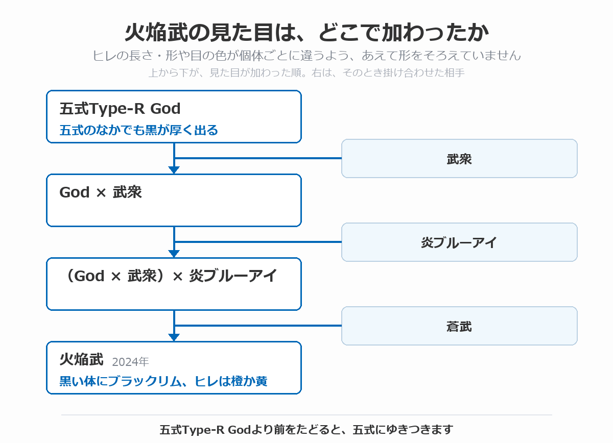 火焔武の血統図。五式のなかでも黒が厚く出る五式Type-R Godに、武衆、炎ブルーアイ、蒼武を順に掛け合わせ、黒い体にブラックリムが乗りヒレが橙か黄色の火焔武(2024年)が生まれた流れを、上から下へ矢印で示している。ヒレの長さや形、目の色が個体ごとに違うよう、あえて形をそろえていないこと、五式Type-R Godより前をたどると五式にゆきつくことを注記している
