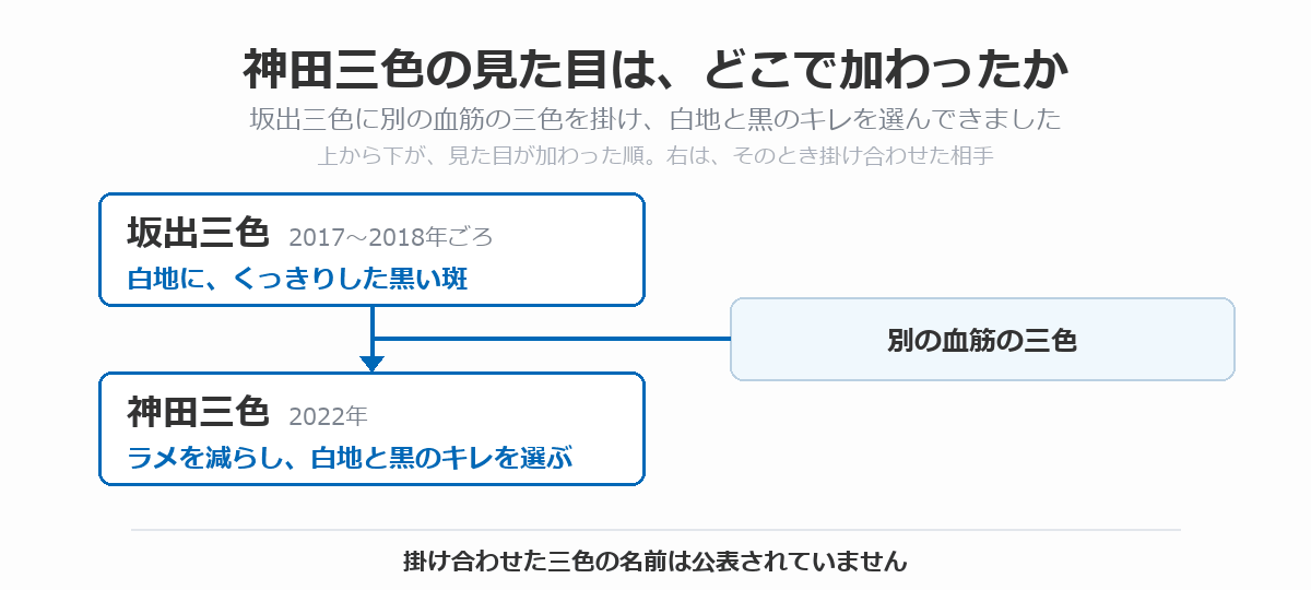 神田三色の血統図。白地にくっきりした黒い斑を持つ坂出三色(2017〜2018年ごろ)に、別の血筋の三色を掛け合わせ、ラメを減らし白地と黒のキレを選んで神田三色(2022年)が生まれた流れを、上から下へ矢印で示している。掛け合わせた三色の名前は公表されていないことを注記している