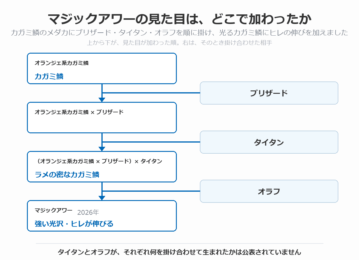 マジックアワーの血統図。オランジェ系カガミ鱗にブリザードを掛け、そこにタイタンを掛けてラメの密なカガミ鱗にし、さらにオラフを掛けて、強い光沢とヒレの伸びを持つマジックアワー（2026年）が生まれた流れを、上から下へ矢印で示している
