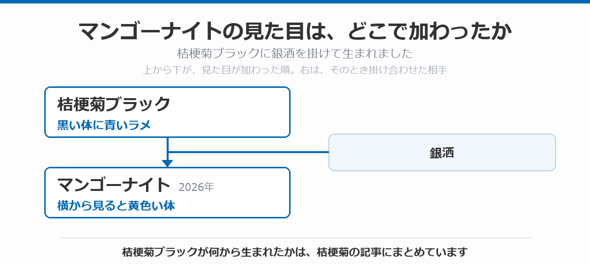 マンゴーナイトの血統図。黒い体に青いラメが乗る桔梗菊ブラックに銀洒を掛け合わせて、横から見ると黄色い体のマンゴーナイト(2026年)が生まれた流れを、上から下へ矢印で示している