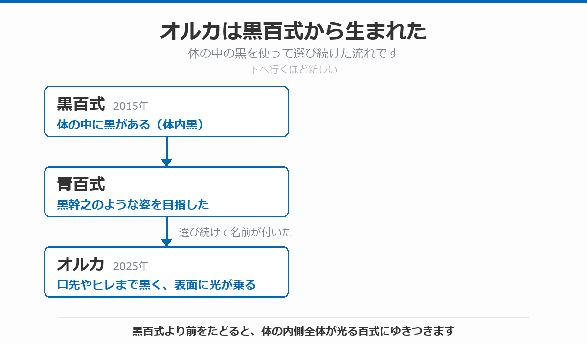 オルカの血統図。体の中に黒がある黒百式から、黒幹之のような姿を目指した青百式が作られ、そこから選び続けて口先やヒレまで黒く表面に光が乗るオルカ(2025年)に名前が付いた流れを、上から下へ矢印で示している。黒百式より前をたどると百式にゆきつくことを注記している