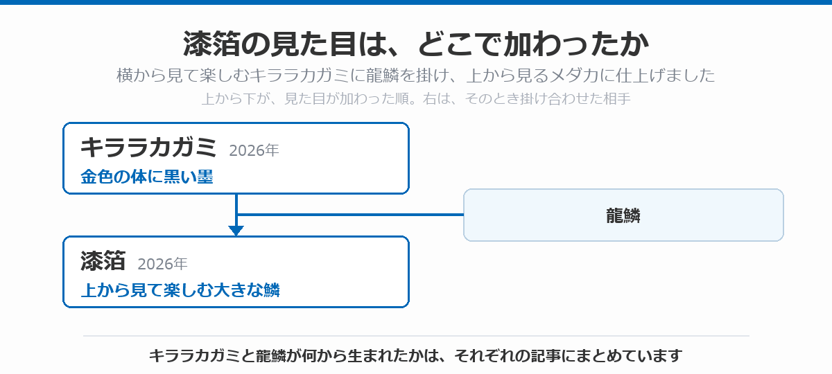 漆箔の血統図。金色の体に黒い墨が入るキララカガミ(2026年)に龍鱗を掛け合わせて、上から見て楽しむ大きな鱗を持つ漆箔(2026年)が生まれた流れを、上から下へ矢印で示している